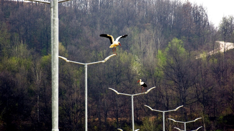 2.500 Días de Transformación: De “Cicatrices en la Tierra” a Horizontes Verdes en una mina serbiana