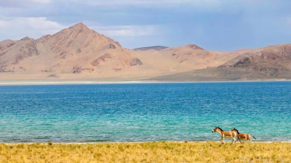 Tres décadas de Zijin Mining, Dorjee de Lakkor Resources, Flores que florecen en tierra árida