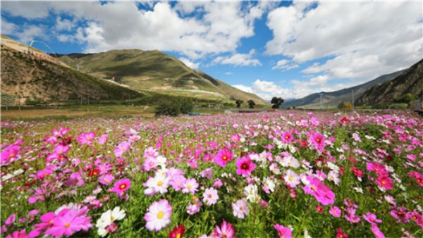 The flower sea in Julong Copper blooms on the roof of the world